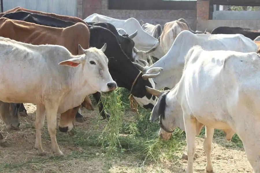 PKP Gaushala animals
