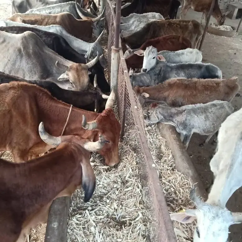 PKP shelter Udaipur