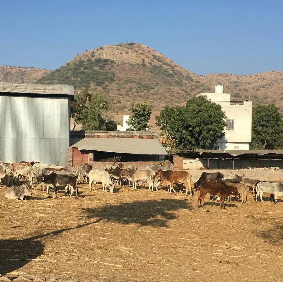 Cows at PKP Gaushala